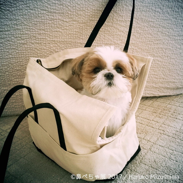 鼻ぺちゃ展 2017