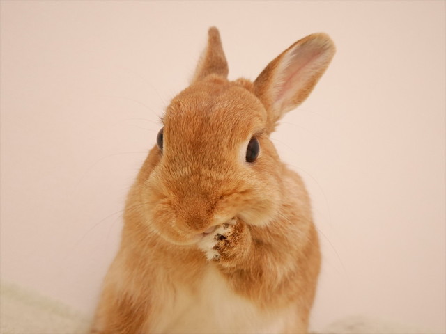 うさぎしんぼる展