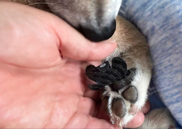 【PAW WING  犬用パッド】肉球を軽く開いてあげると貼りやすくなります