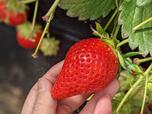 国産ブランドいちご