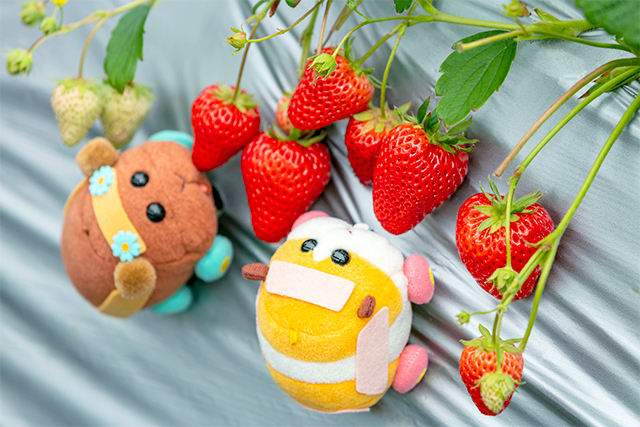 立寄り旬スポット「津久井浜観光農園」