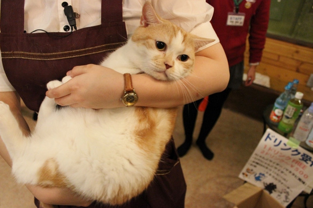 可愛くてキュンキュンする「吉祥寺ねこ祭り」の猫たち