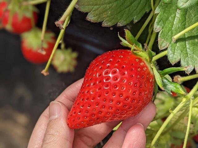 国産ブランドいちご