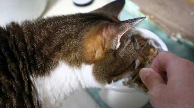 【tower（山崎実業） 密閉袋ごとペットフードストッカー】猫ちゃんは四角いカップも好き