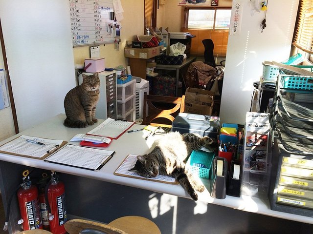 桶川猫のトムおくん（右）