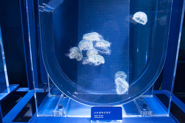 美しい! 「蜷川実花×クラゲ」の超幻想世界