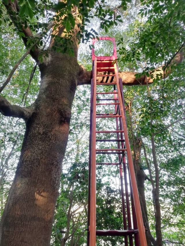 牛嶋均さんの作品「キリシマのキチ」。ちょっと勇気がいるけれど、はしごを登っていけば新たな景色に出合えそう