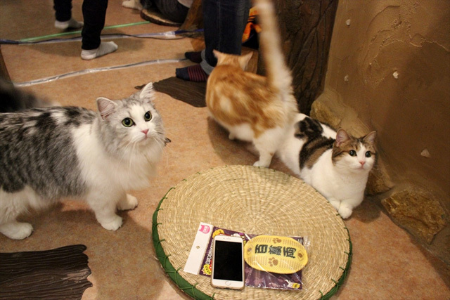 可愛くてキュンキュンする「吉祥寺ねこ祭り」の猫たち