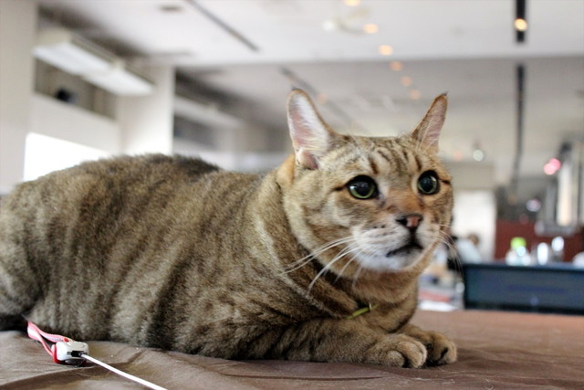 もんちゃん、カメラを向けても嫌がらずモデルとしての役割をしっかり果たしていました。