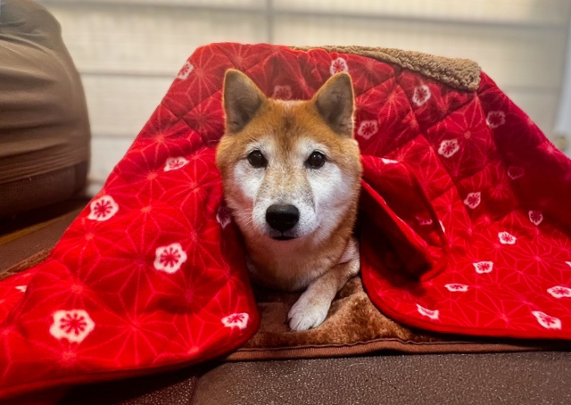 【ペット用こたつ】専用布団はスリットつき