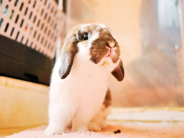 うさぎと遊べる専門店Ra.a.g.f原宿店