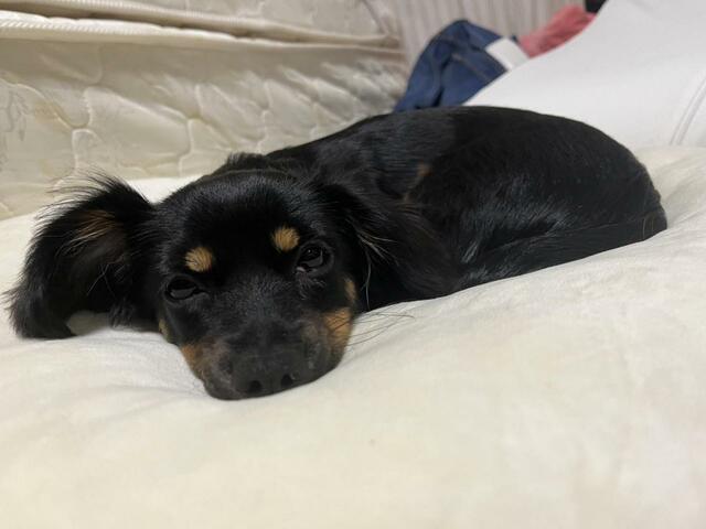 【こいぬすてっぷ】おもちゃで遊び疲れてクッションで休憩中