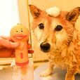 【自動発泡犬用ソープディスペンサ】最初からモコモコ泡でシャンプーできるので時短になります。洗い流すのも早く、シャンプー嫌いなワンコのストレス軽減に！