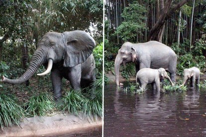 Tdl 9 8リニューアル直前 ジャングルクルーズ に秘められた7つの物語 雑学 3 4 ディズニー特集 ウレぴあ総研