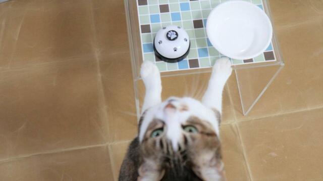 【ペット用コールベル】見慣れないものが並ぶテーブルに「これ何？」という表情