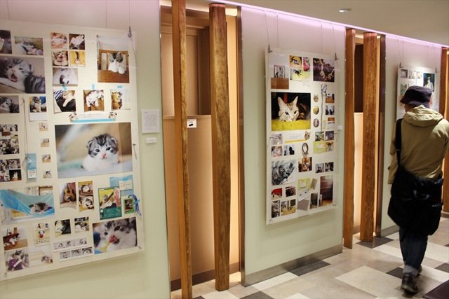 可愛くてキュンキュンする「吉祥寺ねこ祭り」の猫たち