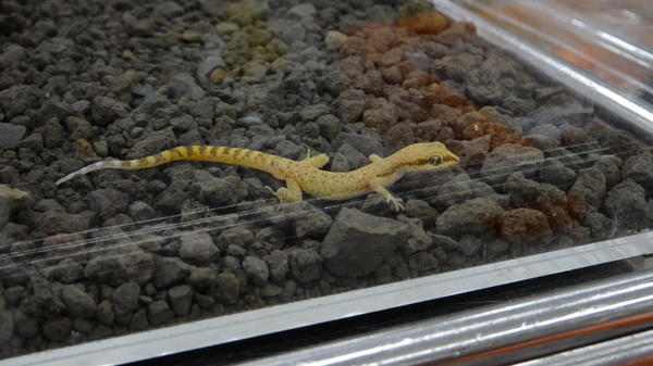 「東京レプタイルズワールド2014」に集まった動物たち