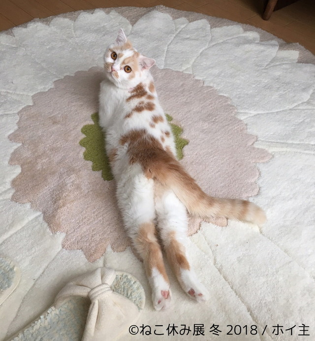 ホイップ(ホイ主)