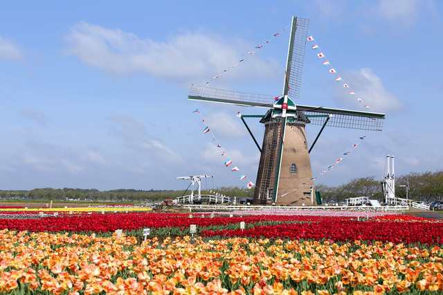 チューリップ畑とオランダ風車／佐倉ふるさと広場（佐倉市）