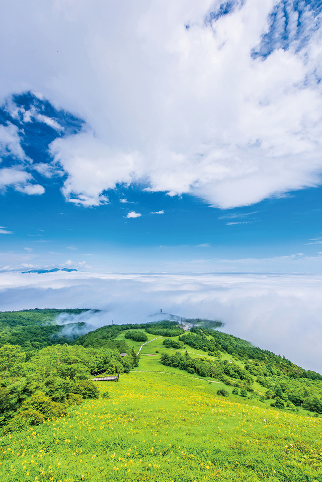 黄色の絨毯を敷いたように 一面花咲く霧降高原 キスゲ平園地