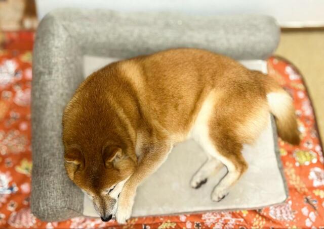 【カインズのカスタマイズペットベッド】いつものベッドサイズに合わせて50×60cmサイズを購入。でも枕部分が座面の一部を占めているため、寝るスペースが少し狭いかも…