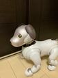 飼い主に気づくaibo