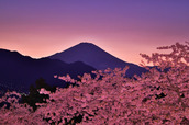 撮影地: 神奈川県松田山の河津桜と富士山 / カメラ:PENTAX K-30