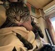 【ニトリ 猫用爪切りお助けエプロン（ベージュ）】ご機嫌斜めなゴン。この表情である