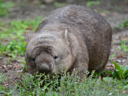 金沢動物園のウォンバット ヒロキ を忘れない 愛にあふれた書籍が出版 写真満載 写真 4 11 ウレぴあ総研