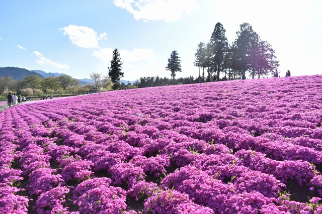 鮮やかなピンクが美しい羊山芝桜の丘