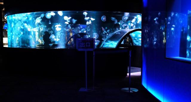 クラゲワンダーでは、30種のクラゲを展示　