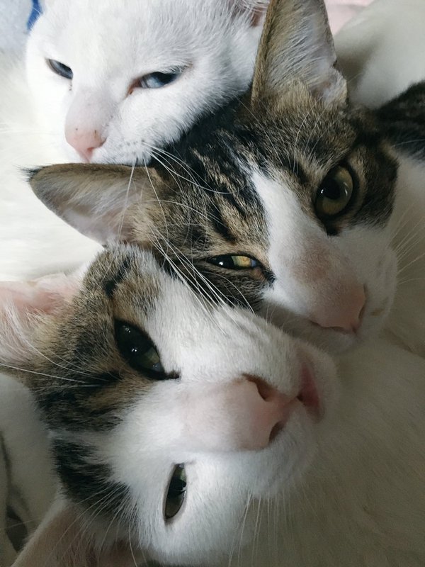 VISUMALで保護されている猫　