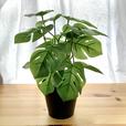 【IKEA（イケア）　FEJKA フェイカ　モンステラ】インテリアで人気のモンステラがフェイクグリーンで手に入る！