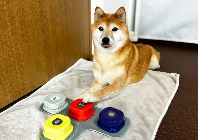 【犬の会話ボタン】押している間に待ちきれなくて舌がペロリ