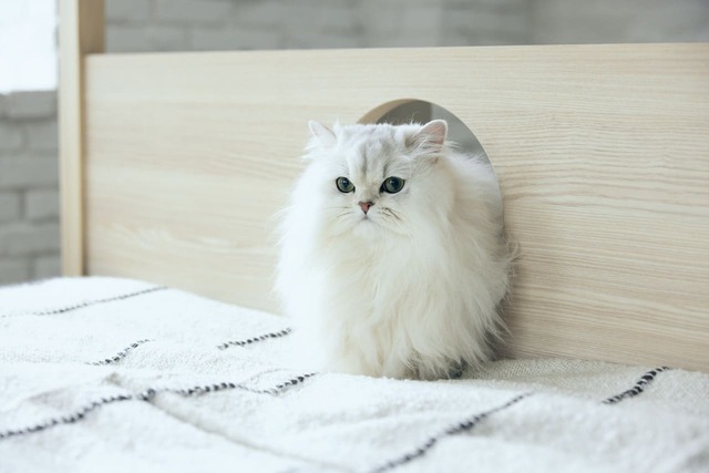 【フランスペット】「キャットタワー付きベッド」