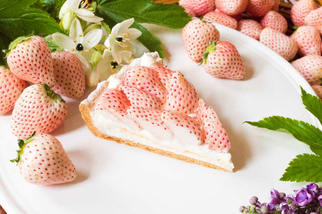 「特選 白イチゴ “初恋の香り”のタルト」1Piece
