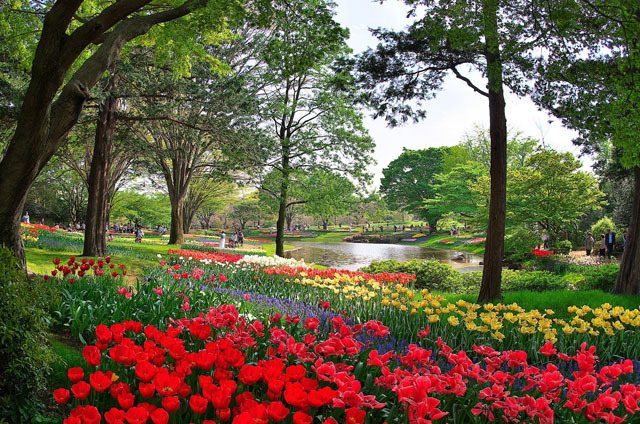 撮影地：昭和記念公園フラワーフェスティバル / カメラ：PENTAX K-30