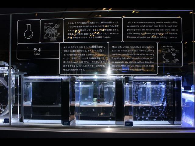 生育日数によって、クラゲの水槽がわけられています。