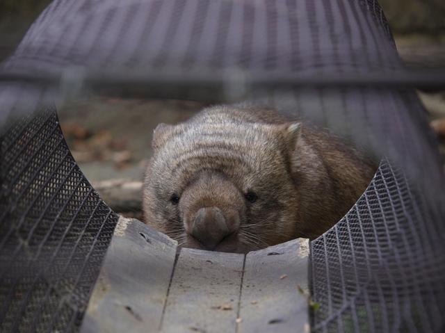 トンネルからヒロキ