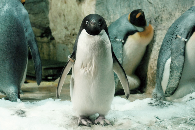 ・ペンギン目ペンギン科《アデリーペンギン》南極大陸の周辺<br/> [解説] 全長70cm、体重3.7～5kgほど。フランスの南極探検家デュモン・デュルビル隊長の妻であるアデリー夫人に因んだ名前を持つアデリーペンギンは、南極大陸で繁殖する数少ない鳥類だ。陸地からかなりの沖合まで出かけていって魚類や端脚類、イカ類やオキアミ類を食べるという。1時間に平均50回もの潜水を繰り返し、ひとしきり獲物を漁ると30分ほど会場で休息する。これを繰り返すことで腹を満たす。 写真提供：海遊館