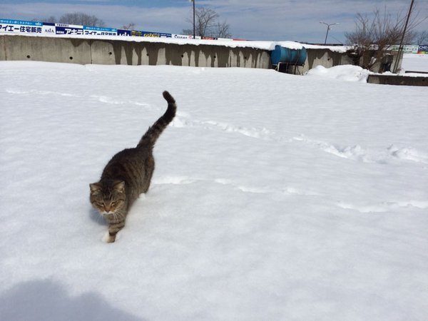 桶川猫のごごちゃん