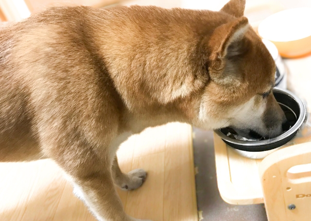 【PAW WING  犬用パッド】足の踏ん張りが効いて、ごはんが食べやすそう！