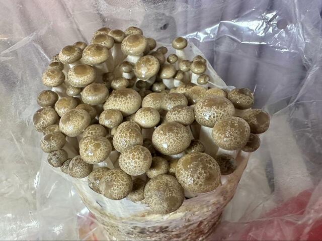 【森のきのこ倶楽部 もりのぶなしめじ農園 栽培キット】土が見えないほどギッシリと生えてきます