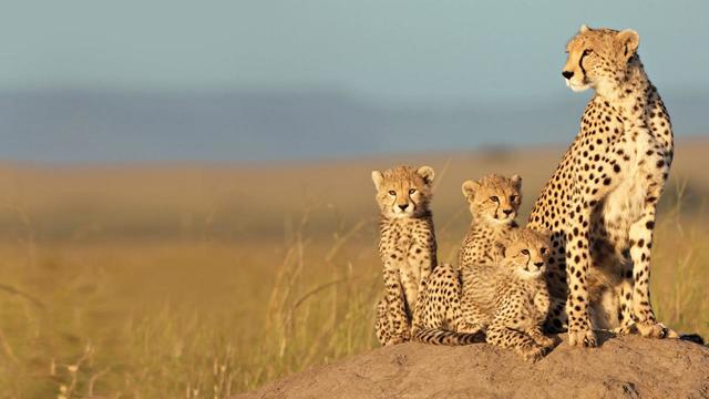 『ディズニーネイチャー/サバンナを生きる百獣の王』