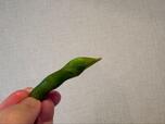 【ロピア 今日のエダマメ】1本手に取ってみると、さやの先にぷっくりとした水滴、みずみずしさが伝わってきました◎
