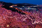 まつだ桜まつり（神奈川／松田）