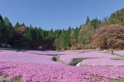 春に行くべき お花の絶景スポット 5選 バラ チューリップ 菜の花が咲き誇る 兵庫 2 2 季節ぴあ