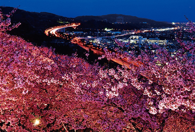 まつだ桜まつり（神奈川／松田）