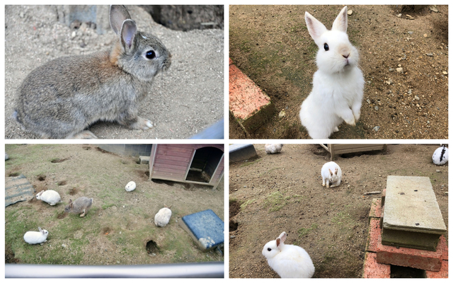 綾部ふれあい牧場