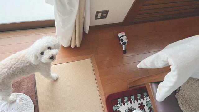 【Doggy Box うしのぬいぐるみ】ぬいぐるみとツーショット